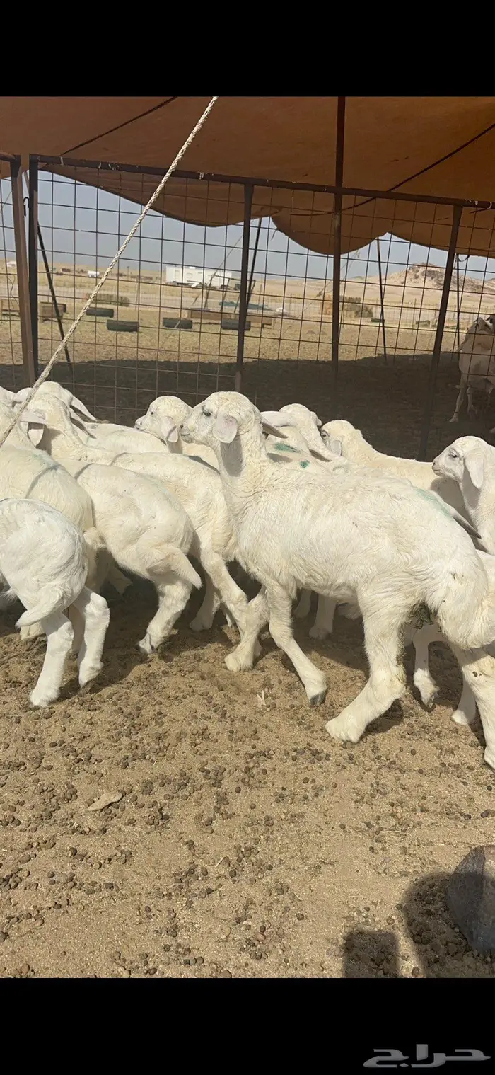 غنم خلفات حريات شي طيب 3