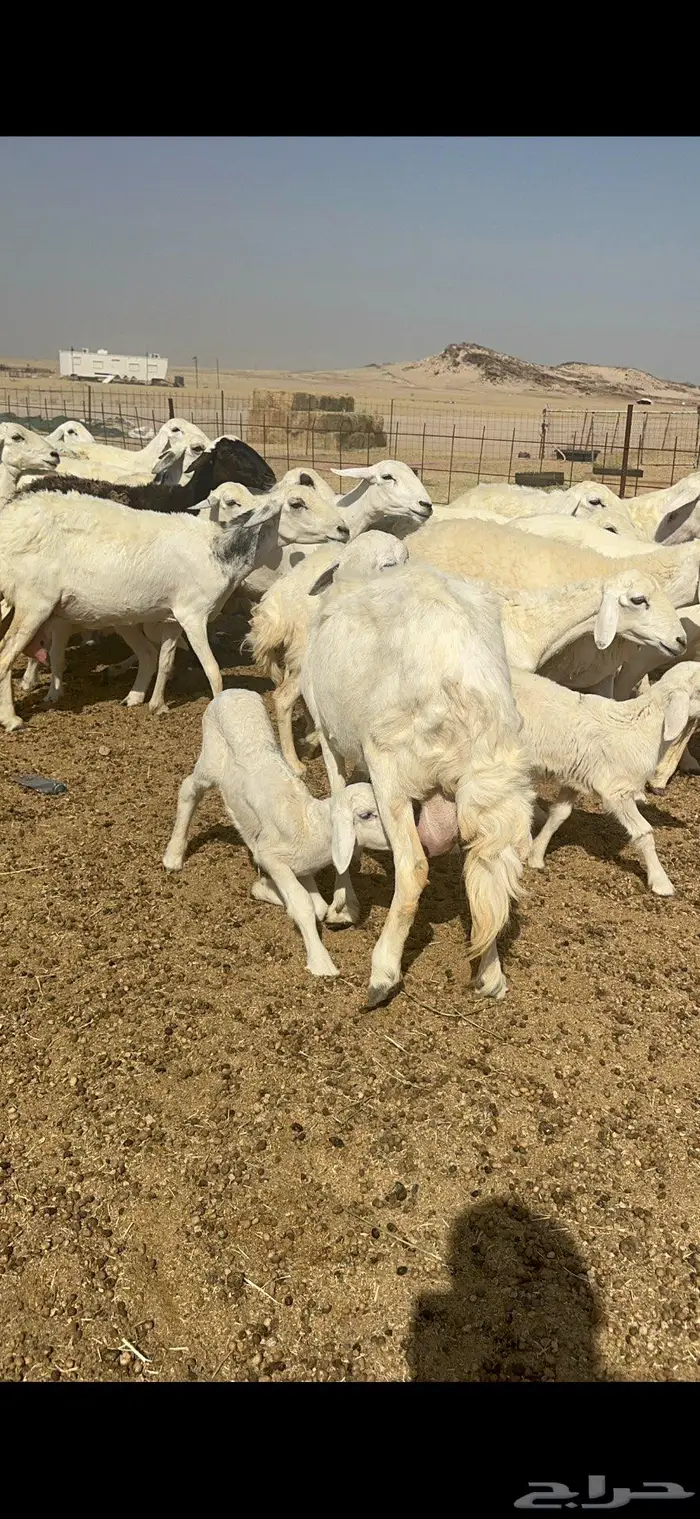 غنم خلفات حريات شي طيب 5