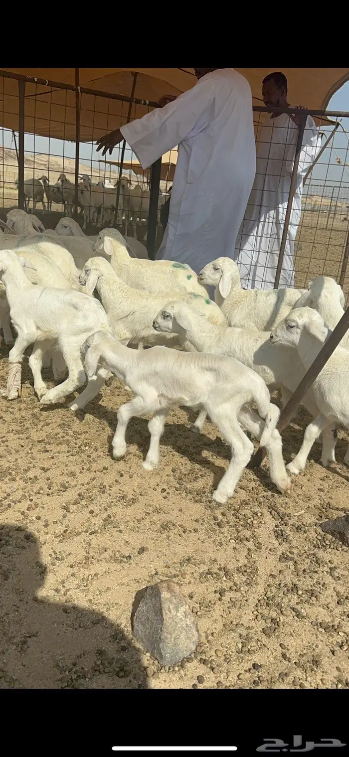 غنم خلفات حريات شي طيب 4