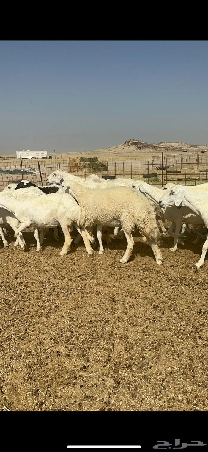 غنم خلفات حريات شي طيب 2