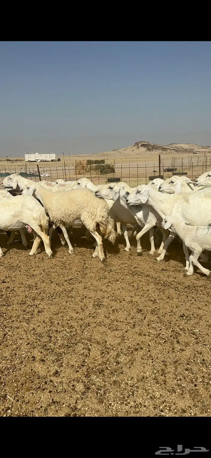 غنم خلفات حريات شي طيب 1