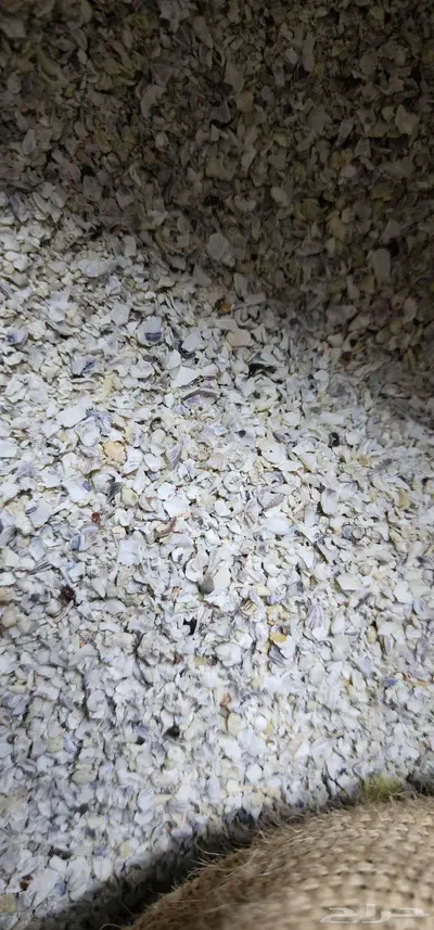 رمل بحر اصداف بحر 6