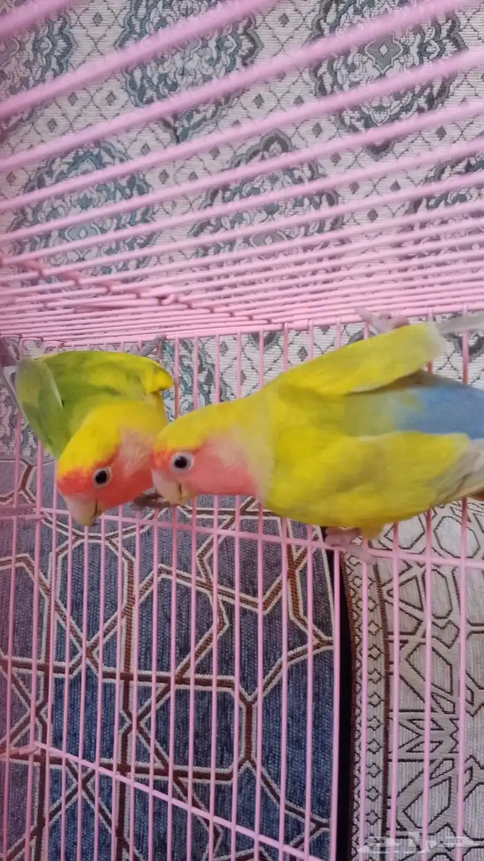 زوج روز اليف 1