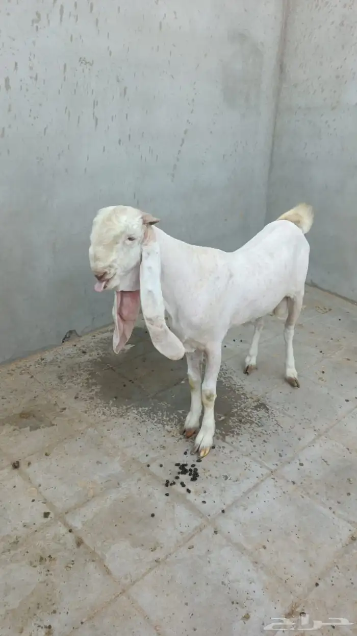 تم البيع تم البيع فحل معرف تعريف قوي ابيض ابرص من النوادر 12
