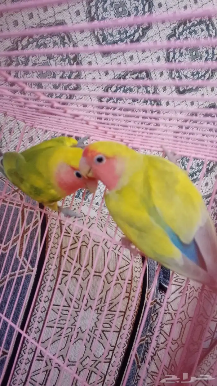 زوج روز اليف 0