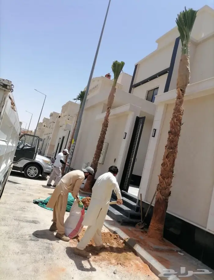 اشجار نخيل واشنطوني 8