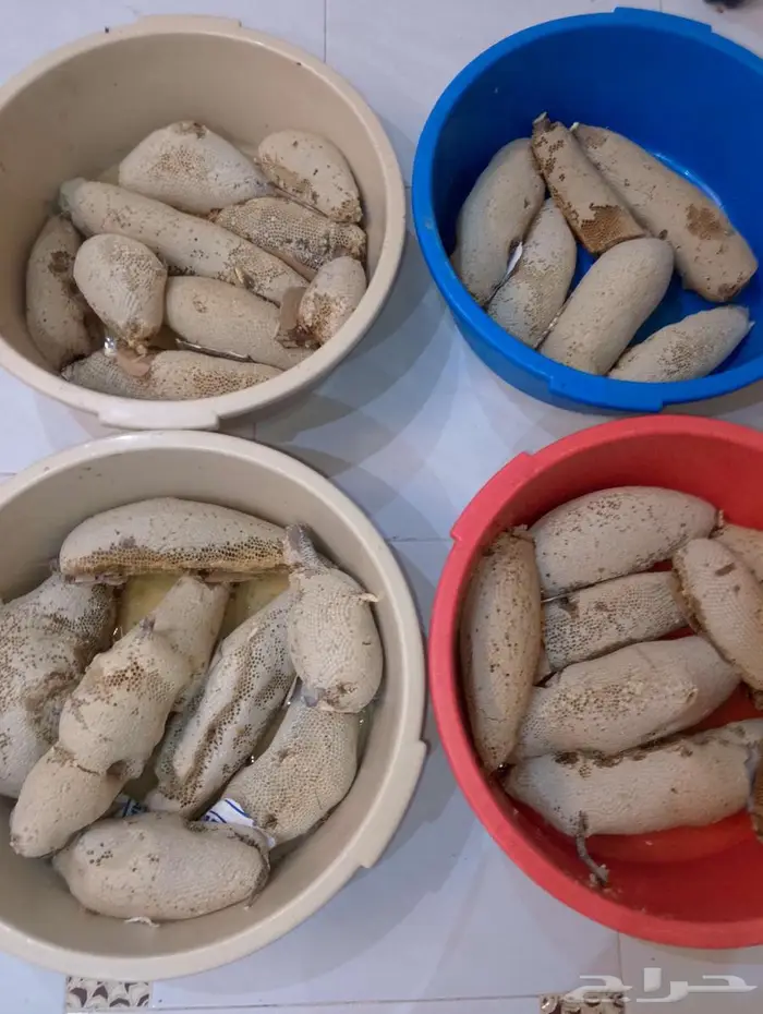 عسل بري حر القنفذة 4
