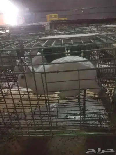 ارانب فرنسي للبيع 2