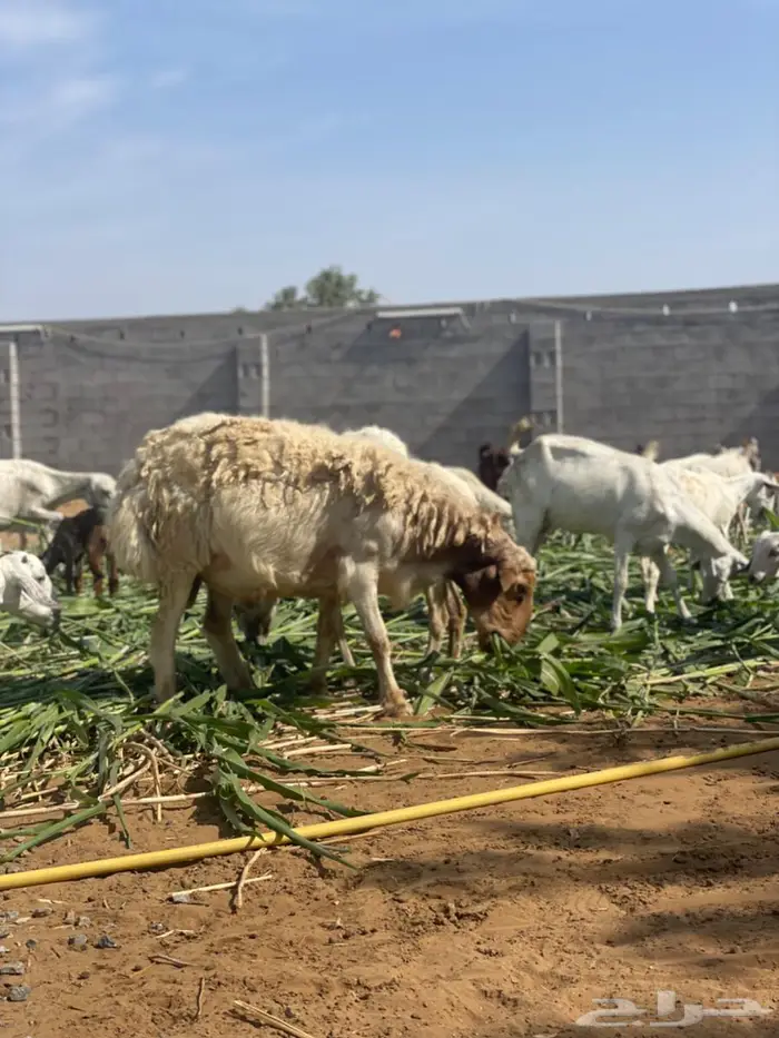 فحل نعيمي   ربع مطلع سديس 0