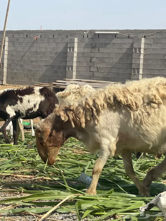 فحل نعيمي   ربع مطلع سديس 5