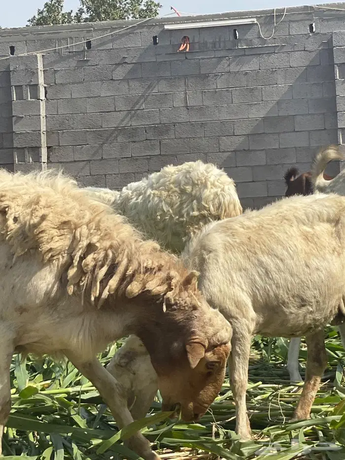فحل نعيمي   ربع مطلع سديس 4