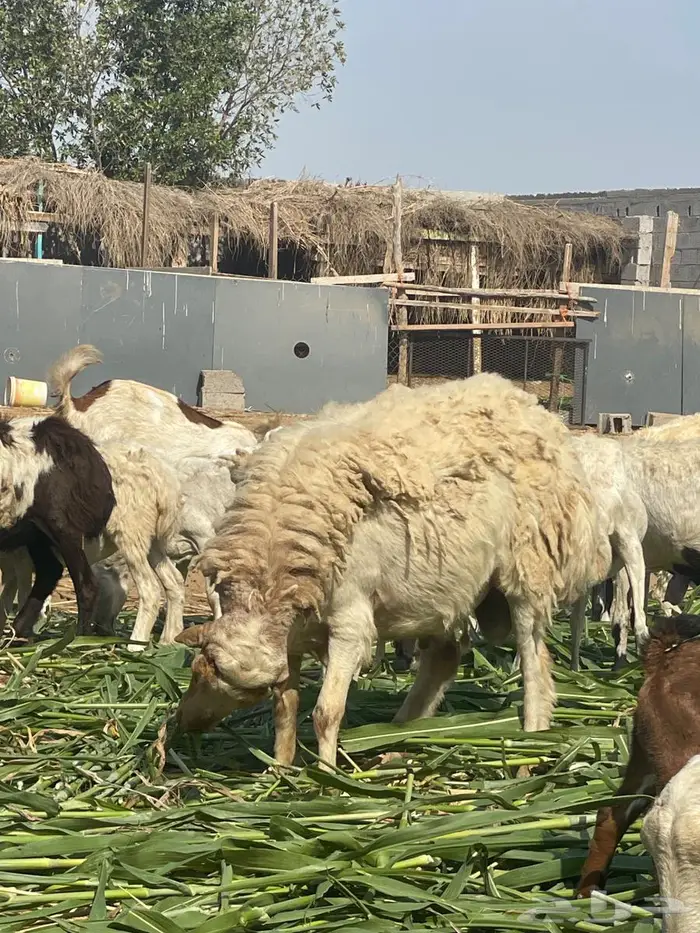 فحل نعيمي   ربع مطلع سديس 6