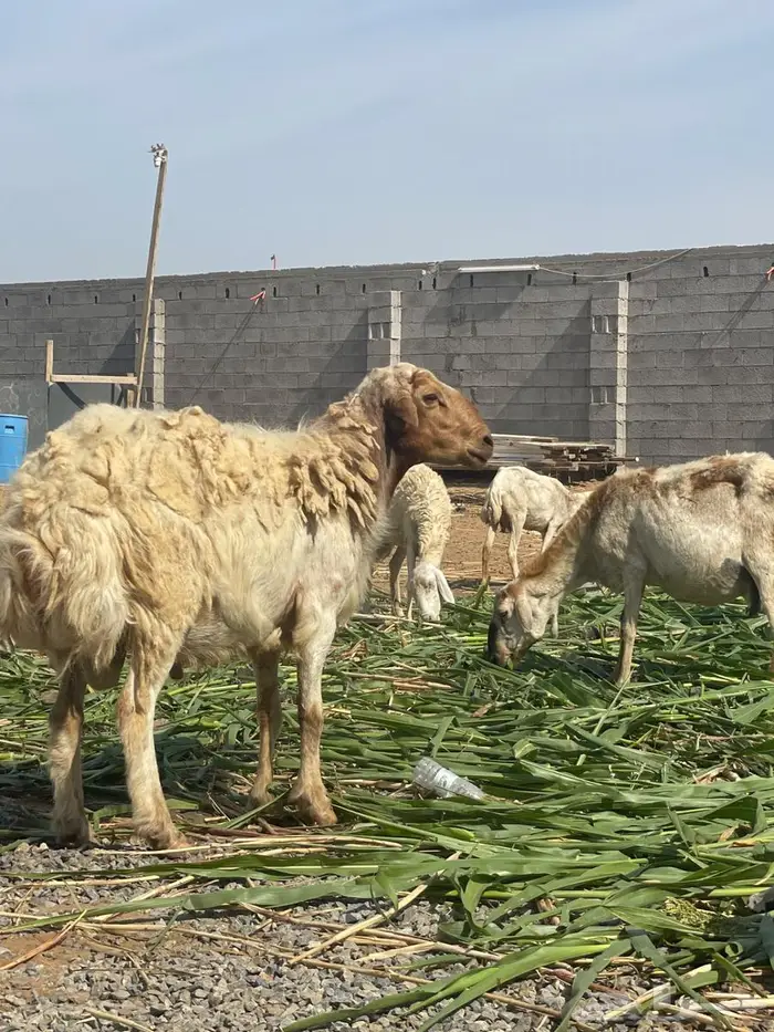 فحل نعيمي   ربع مطلع سديس 7