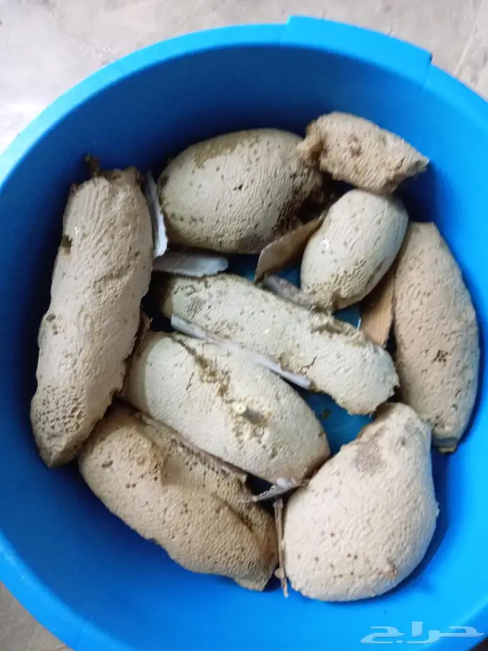 عسل بري حر القنفذة 1