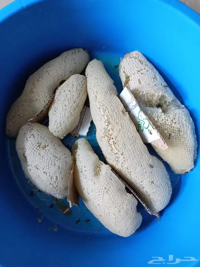 عسل بري حر القنفذة 0