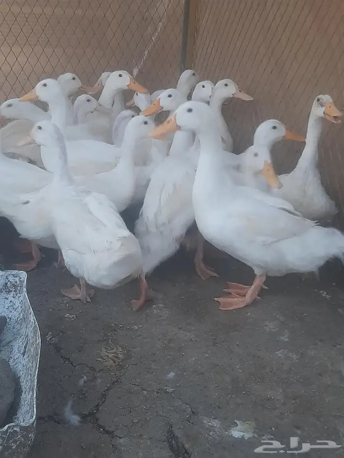 دجاج بلدي اسودصك وبط بكيني 0