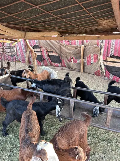 تيوس مندي طيبة(تم البيع) 0