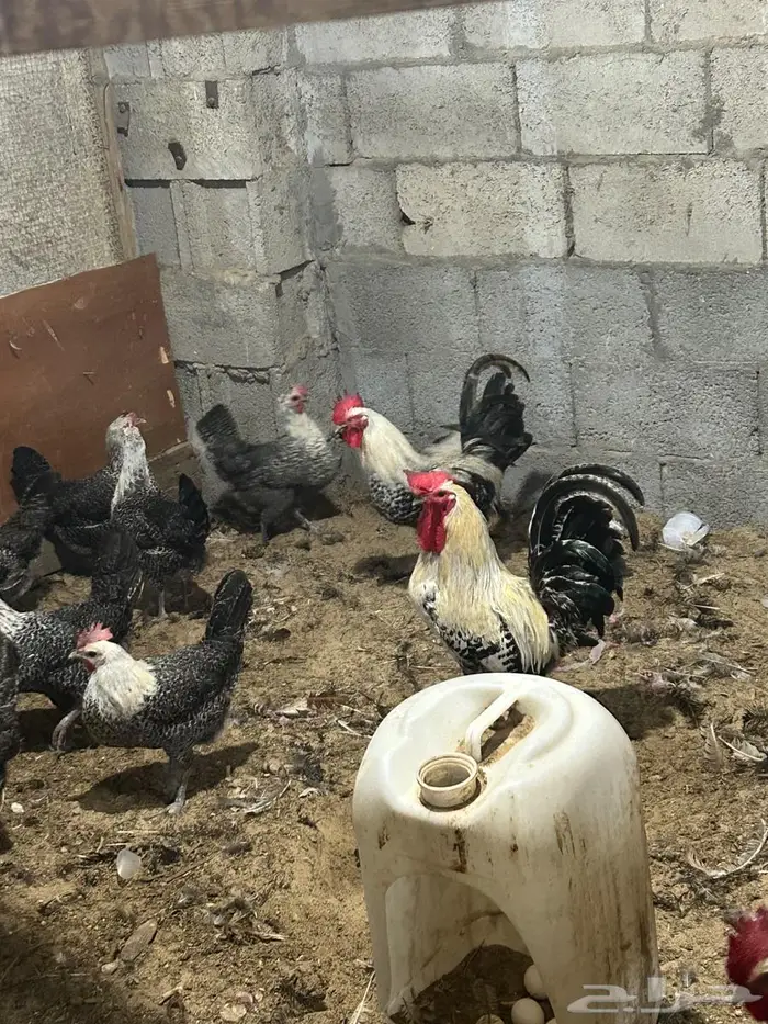 بيض دجاج الفيومي المخصب شبابي و الأمنيوم والقولد 3