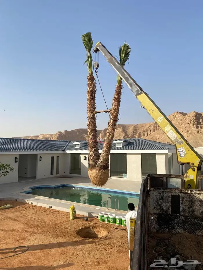 اشجار نخيل واشنطوني 1