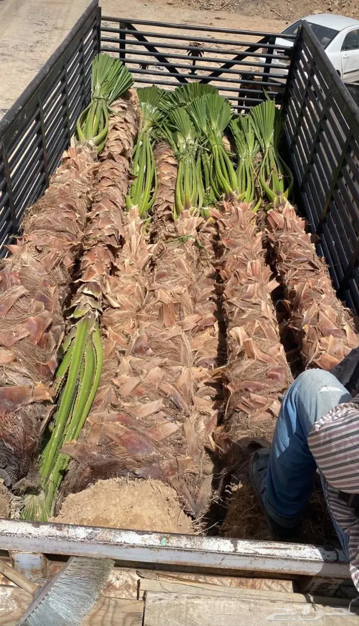 اشجار نخيل واشنطوني 14