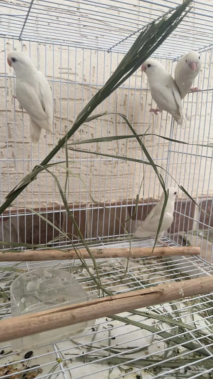 جوز روز البينو معه فروخه 0