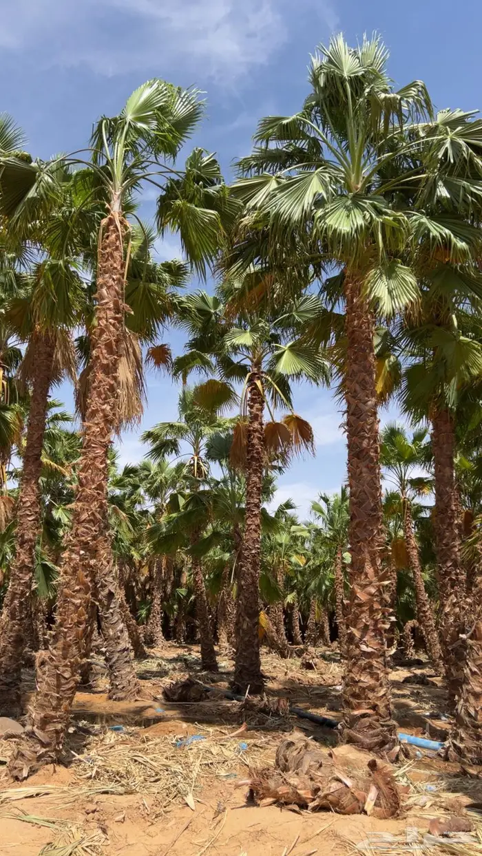 اشجار نخيل واشنطوني 10