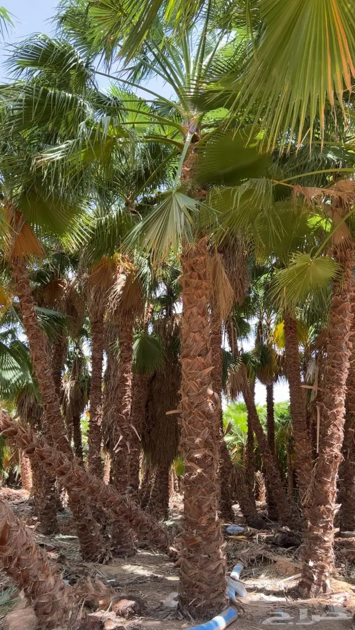 اشجار نخيل واشنطوني 11