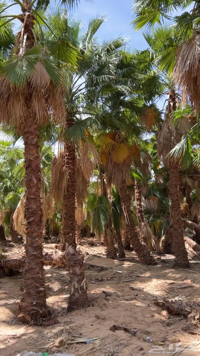 اشجار نخيل واشنطوني 12