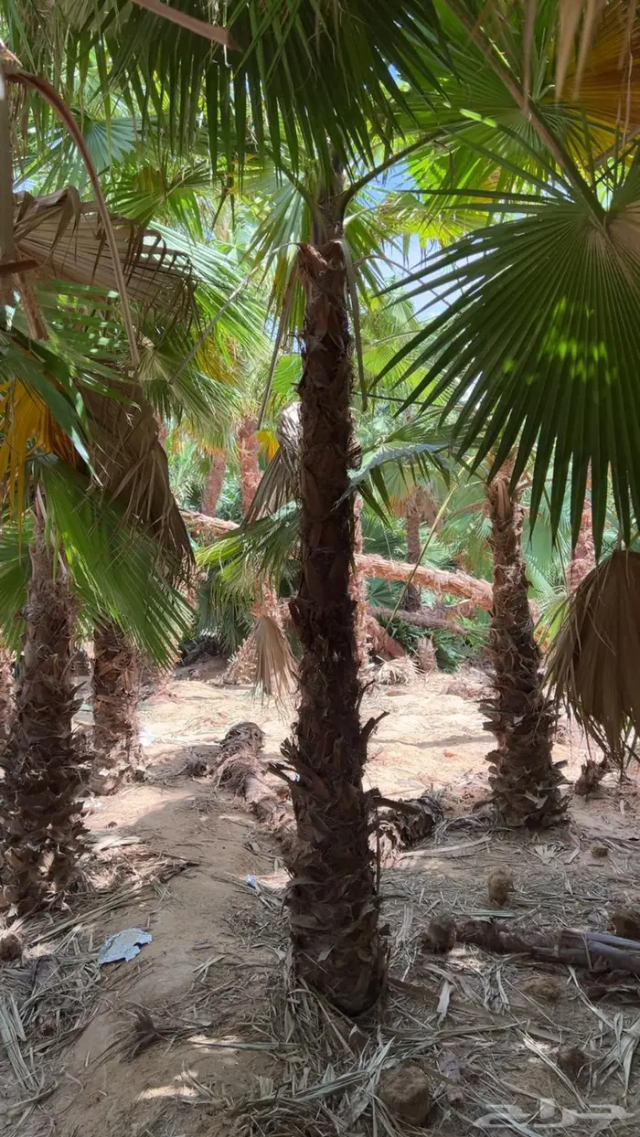 اشجار نخيل واشنطوني 13