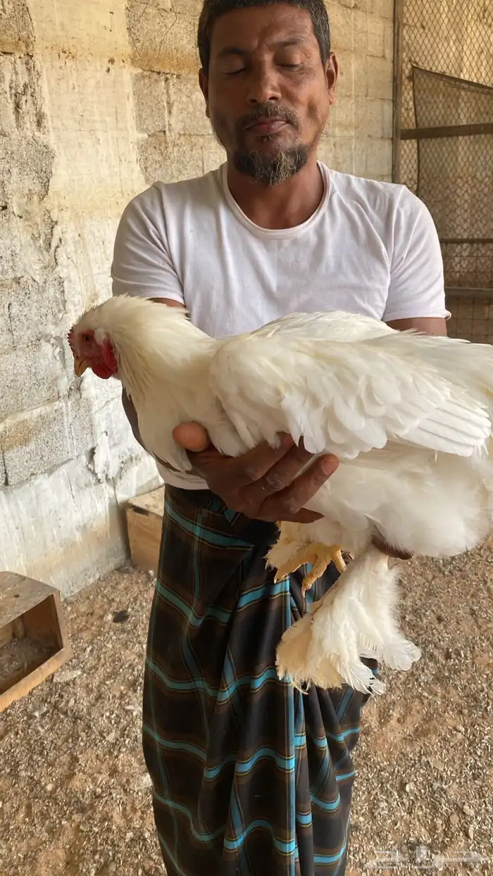 صوص فزنت امريكي صوص براهما بيور 3