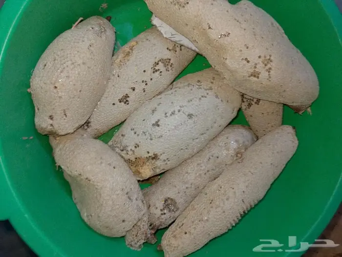 عسل بري حر القنفذة 2