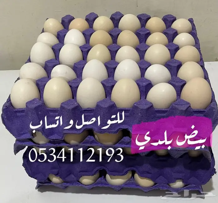 بيض بلدي للاكل ومخصب 0