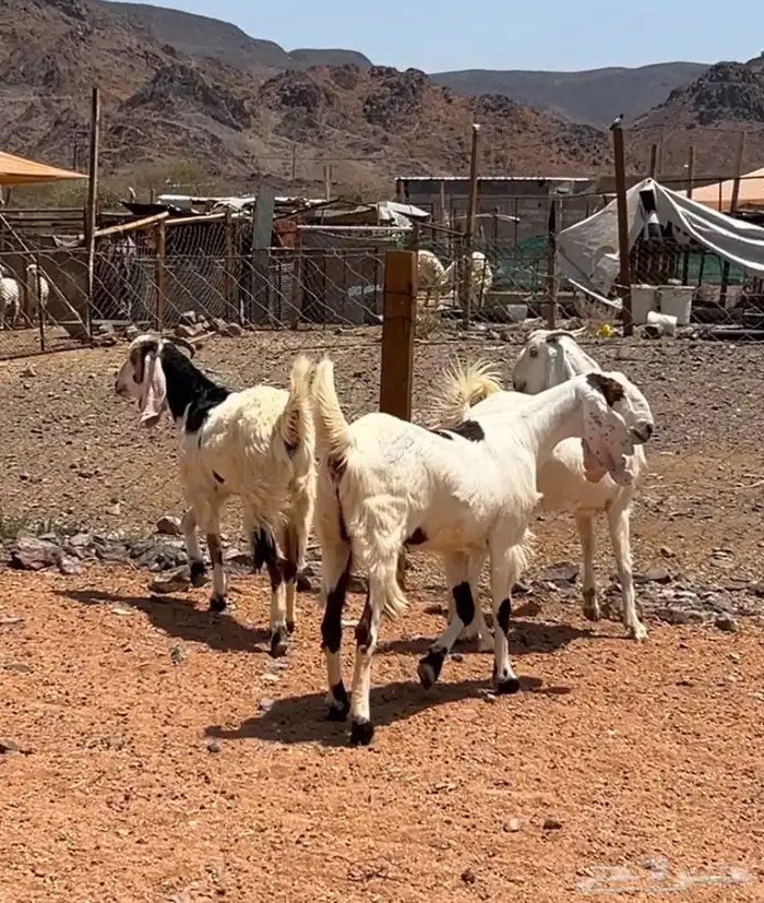 جفار ( تم البيع ) 4