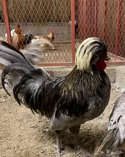 للبيع بيض دجاج بولش بولندي مخصب 11