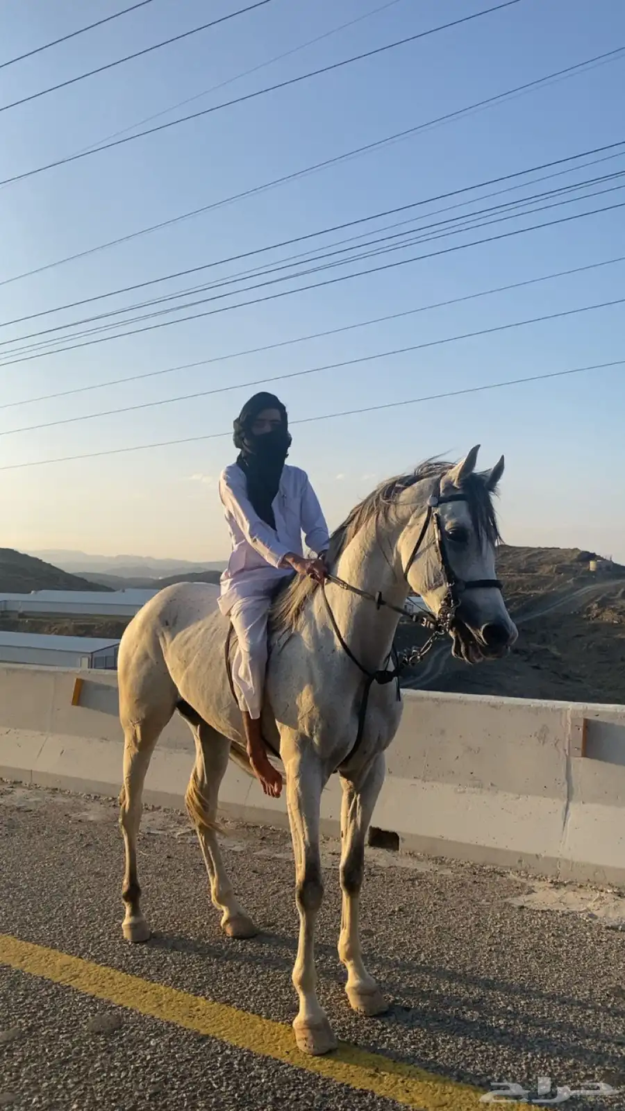 حصان شعبي كفو 0