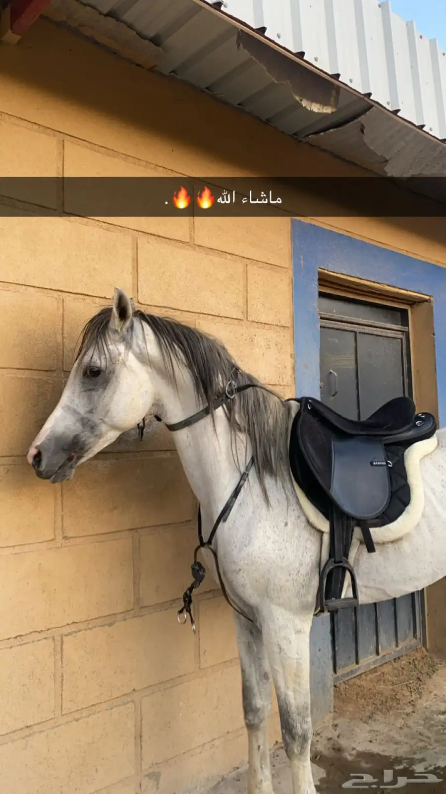 حصان شعبي كفو 4