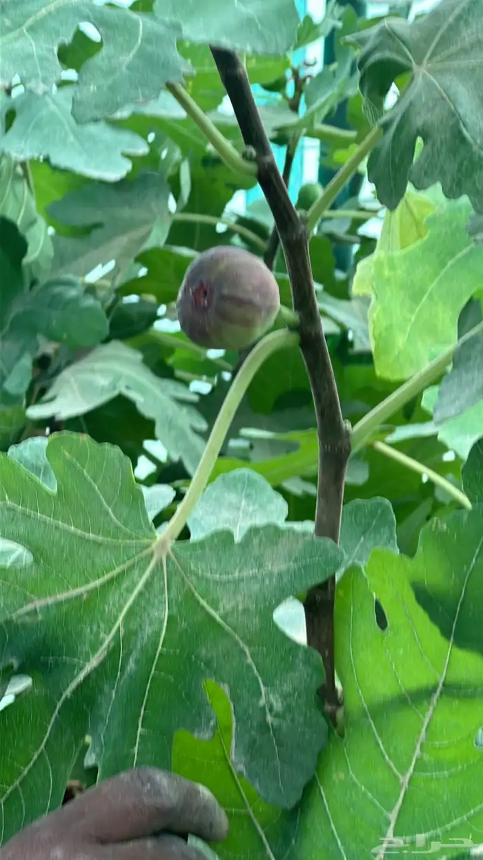 تين 8 اصناف واحجام طيبة ومثمرة بالجملة   نجران 4