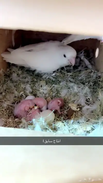 زوج روز ألبينو صافي منتج ( تم البيع 2