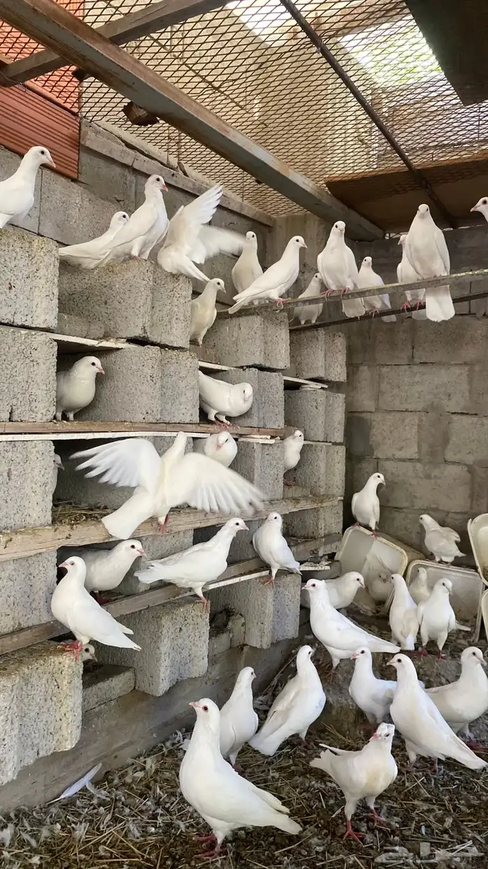 حمام فرنسي منتج للبيع(تم البيع) 1
