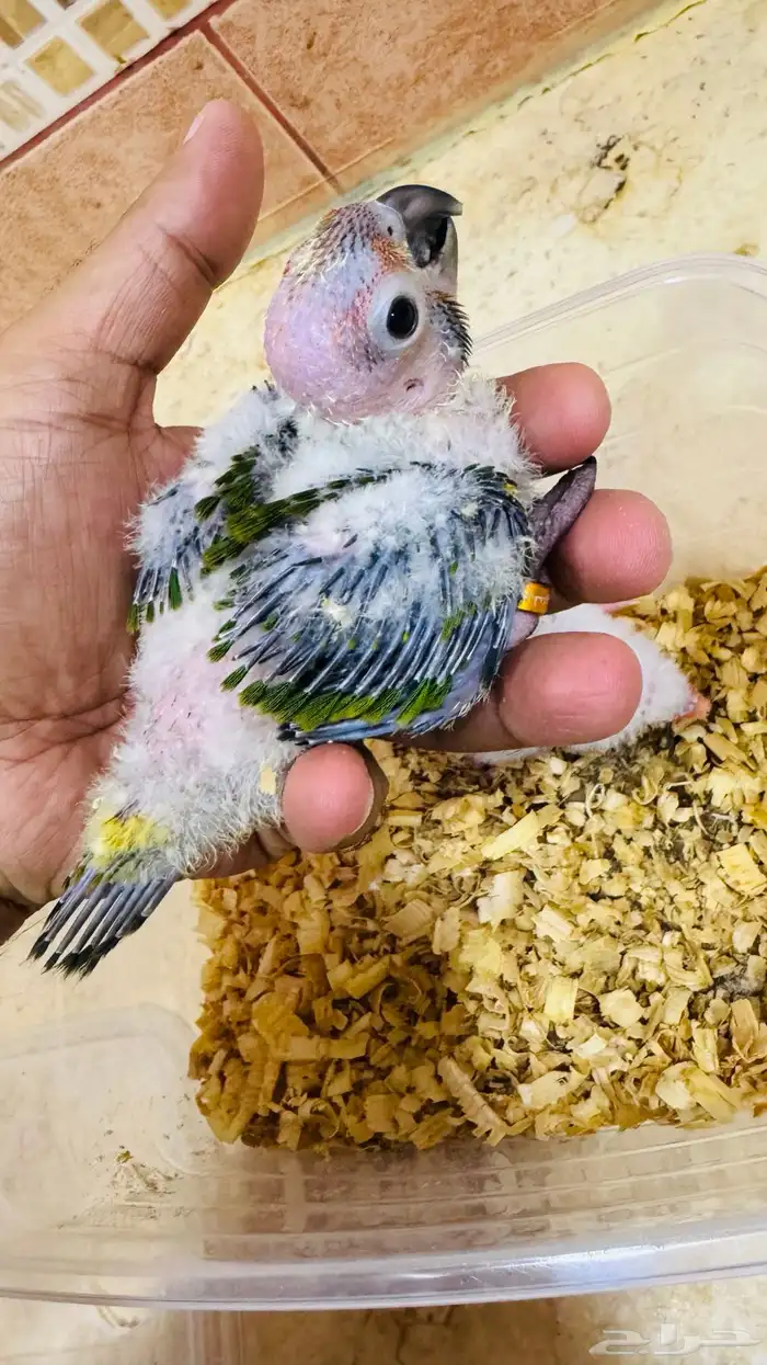 فروخ صن كنيور شمسي صافي 0