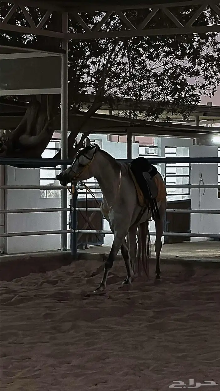 مربط رايان الخيل 6