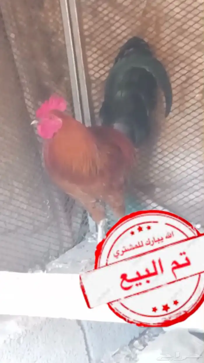 ديك بلدي 0