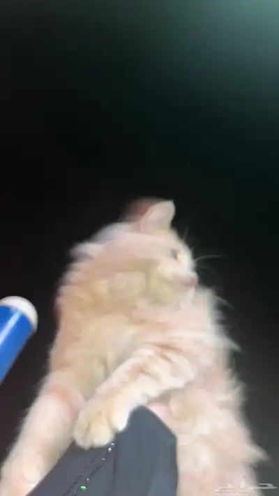 قطوه للتبني 7