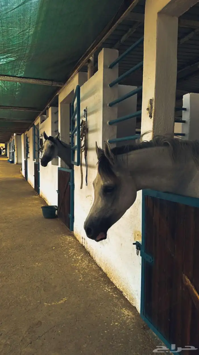 مربط رايان الخيل 8