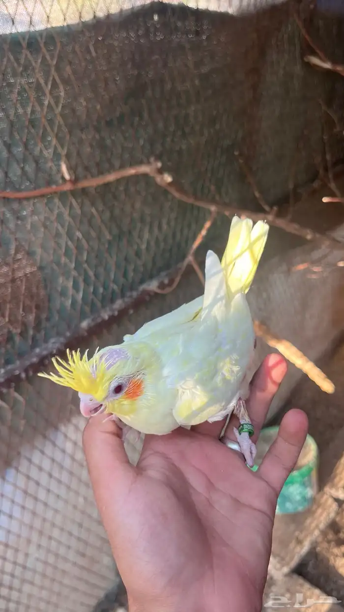 للبيع فرخ كروان لاتينو 1