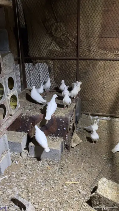 حمام فرنسي لا البيع والبيع جمله 1