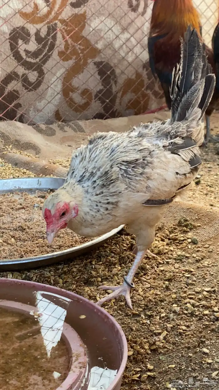 دجاجه 1