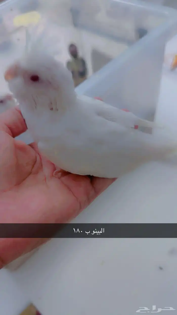 عرض ولا في الأحلام طيور كروان غر تم البيع 2