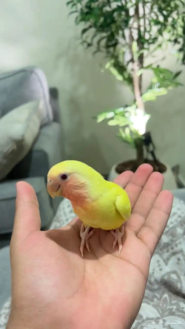 روز لاتينو هدد عرض خاص 9
