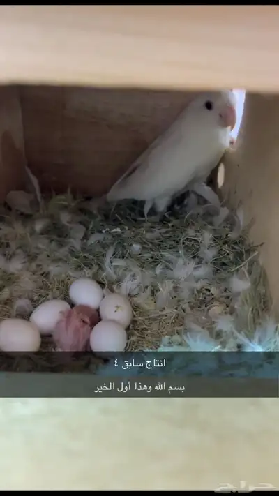 زوج روز ألبينو صافي منتج ( تم البيع 3